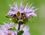Hummingbird Moth