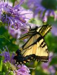 Swallowtail