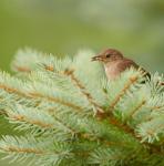 House Wren