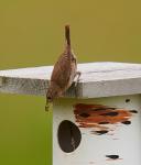 House Wren