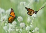 Monarchs