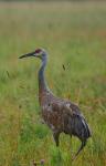 Sandhill Crane