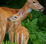 Momma and Baby