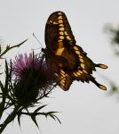 Giant Swallowtail