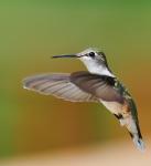 Hummingbird