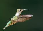 Hummingbird