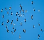 Pelicans