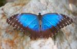 Blue Morpho Butterfly