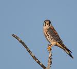 Kestral