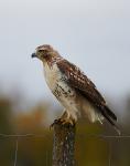 Immature Hawk