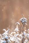 Snowing