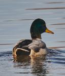 Mallard