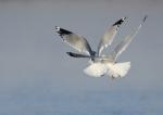 Flying in Tandem