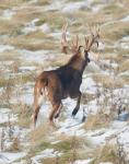 A big buck