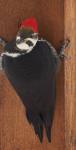Pileated Woodpecker