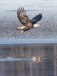 Bald Eagle & Merganser