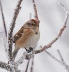 American Tree Sparrow