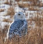 Snowy Owl