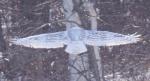 Snowy Owl