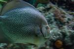 National Aquarium