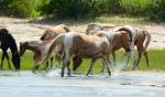 Assateague Island wild horses