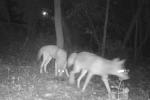 2 Coyotes