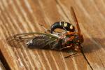 Cicada Killer