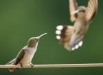 Young Hummingbirds