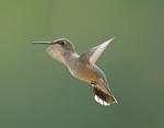 Young Hummingbird