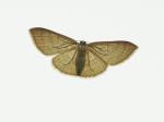 White Spring Moth