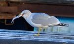 Ring-Billed Gull