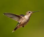 In-flight close-up