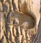 Red Squirrel