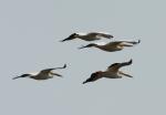 American White Pelicans