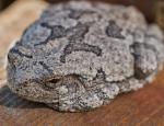 Tree Frog