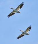 The Pelicans are back