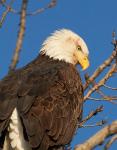 Bald Eagle close-up