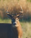 Thanksgiving Day Buck