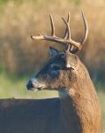 Thanksgiving Day Buck