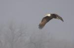 Flying through the Fog