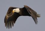 Eagle in Flight