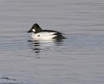 Common Goldeneye