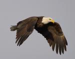 Eagle in Flight