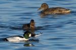Goldeneye