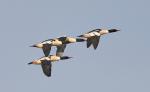 Mergansers in Flight