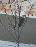 Taken through the window