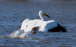 American White Pelican