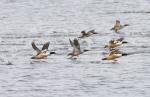 Mergansers on the run