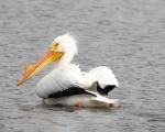 American White Pelican