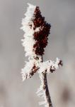 Winter in MN
